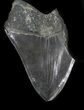 Partial, Megalodon Tooth - Serrated #34995-1